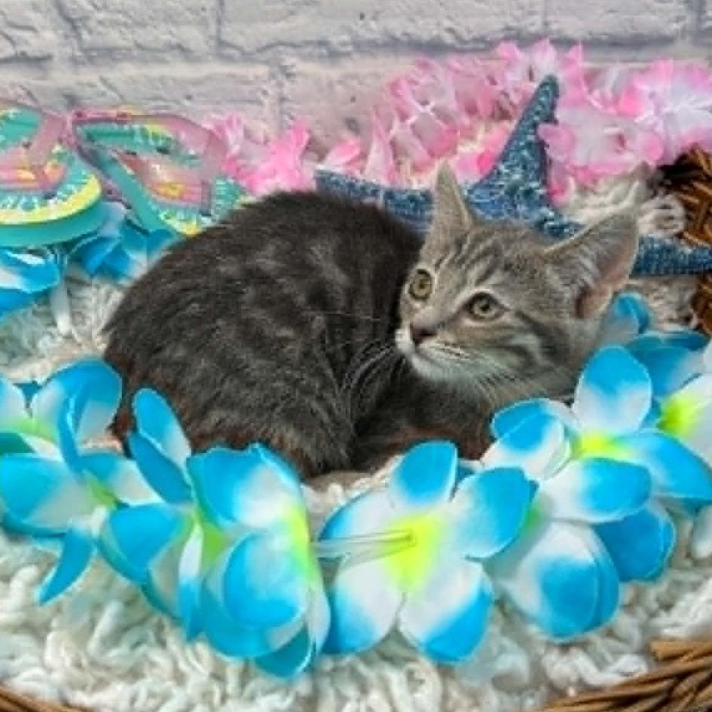 Enlarge June, a Adoptable Domestic Short Hair in Harrisonburg, VA image 2/2