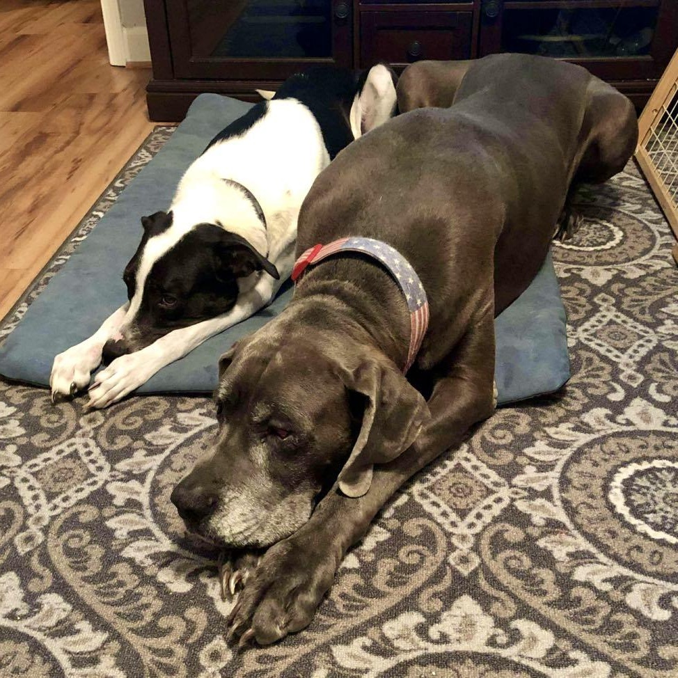 Bleu, an adopted Great Dane in Frankfort, KY image 2/4