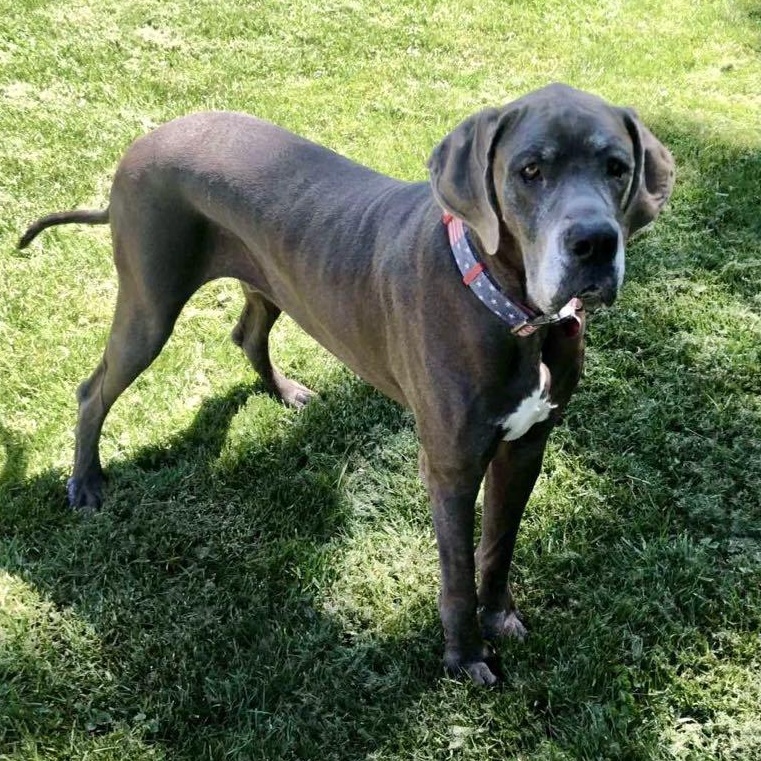 Bleu, an adopted Great Dane in Frankfort, KY image 3/4