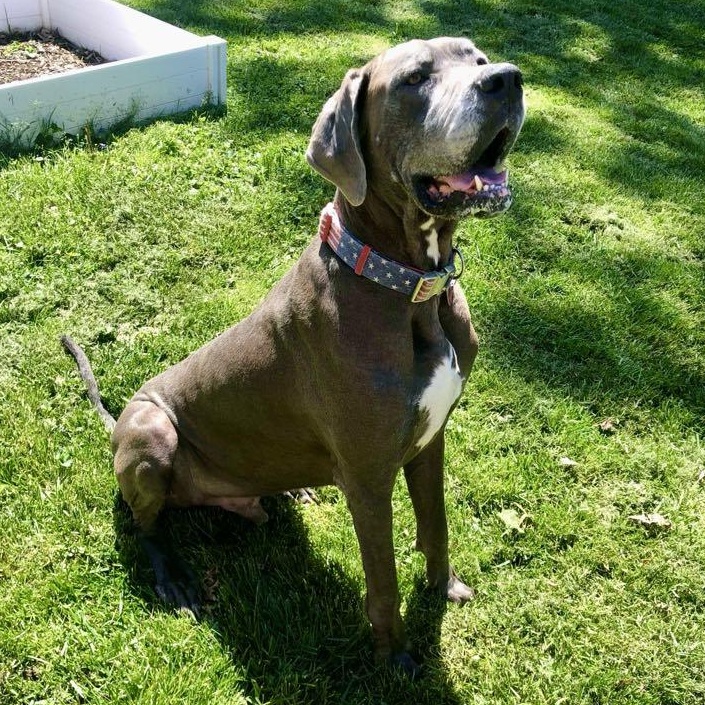 Bleu, an adopted Great Dane in Frankfort, KY image 4/4