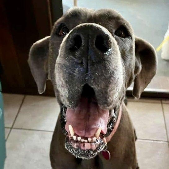 Bleu, adopted, Adult Male Great Dane.
