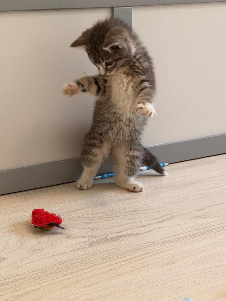 *Bowser, Adoptable, Kitten Male Domestic Short Hair.