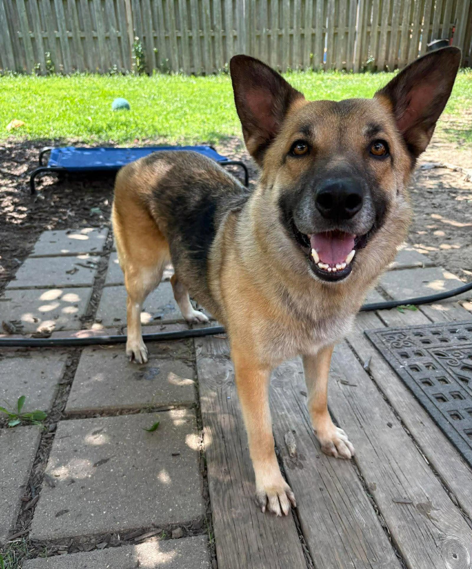 Piper, Adoptable, Young Female German Shepherd Dog.