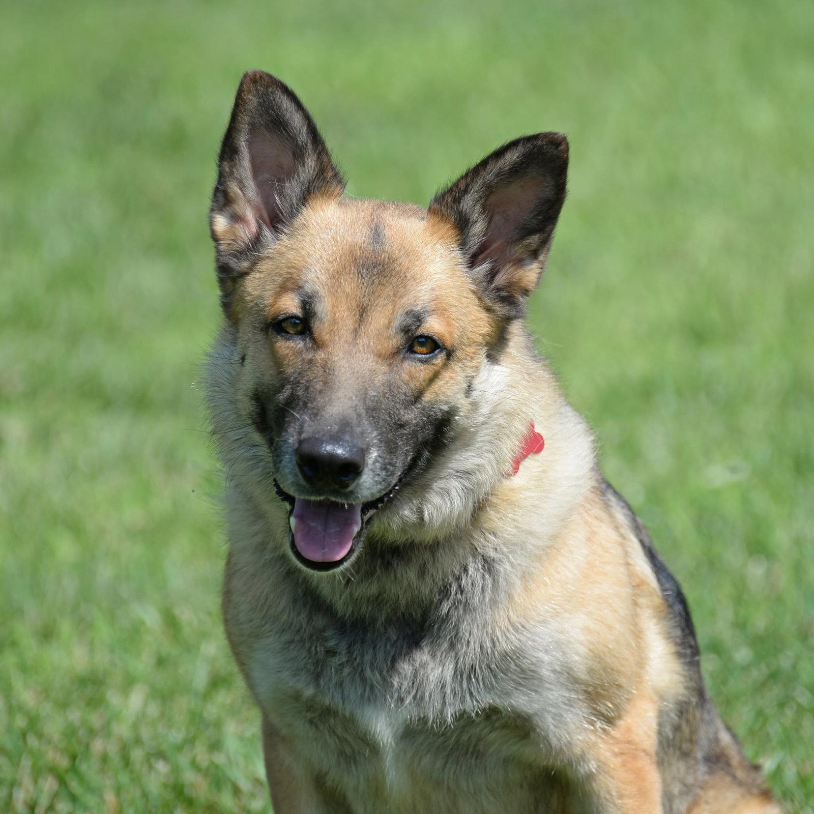 Piper, a Adoptable German Shepherd Dog in Gretna, NE image 2/3