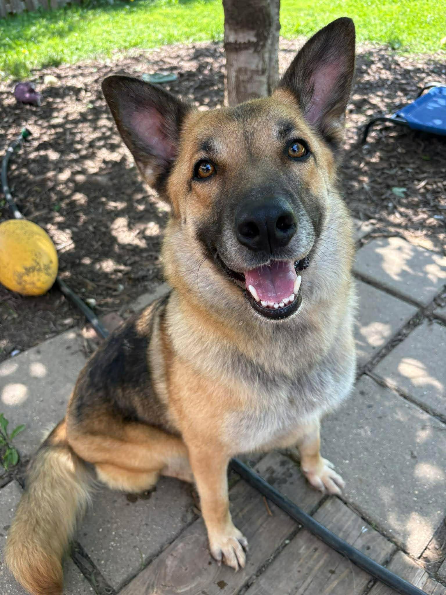 Piper, a Adoptable German Shepherd Dog in Gretna, NE image 3/3