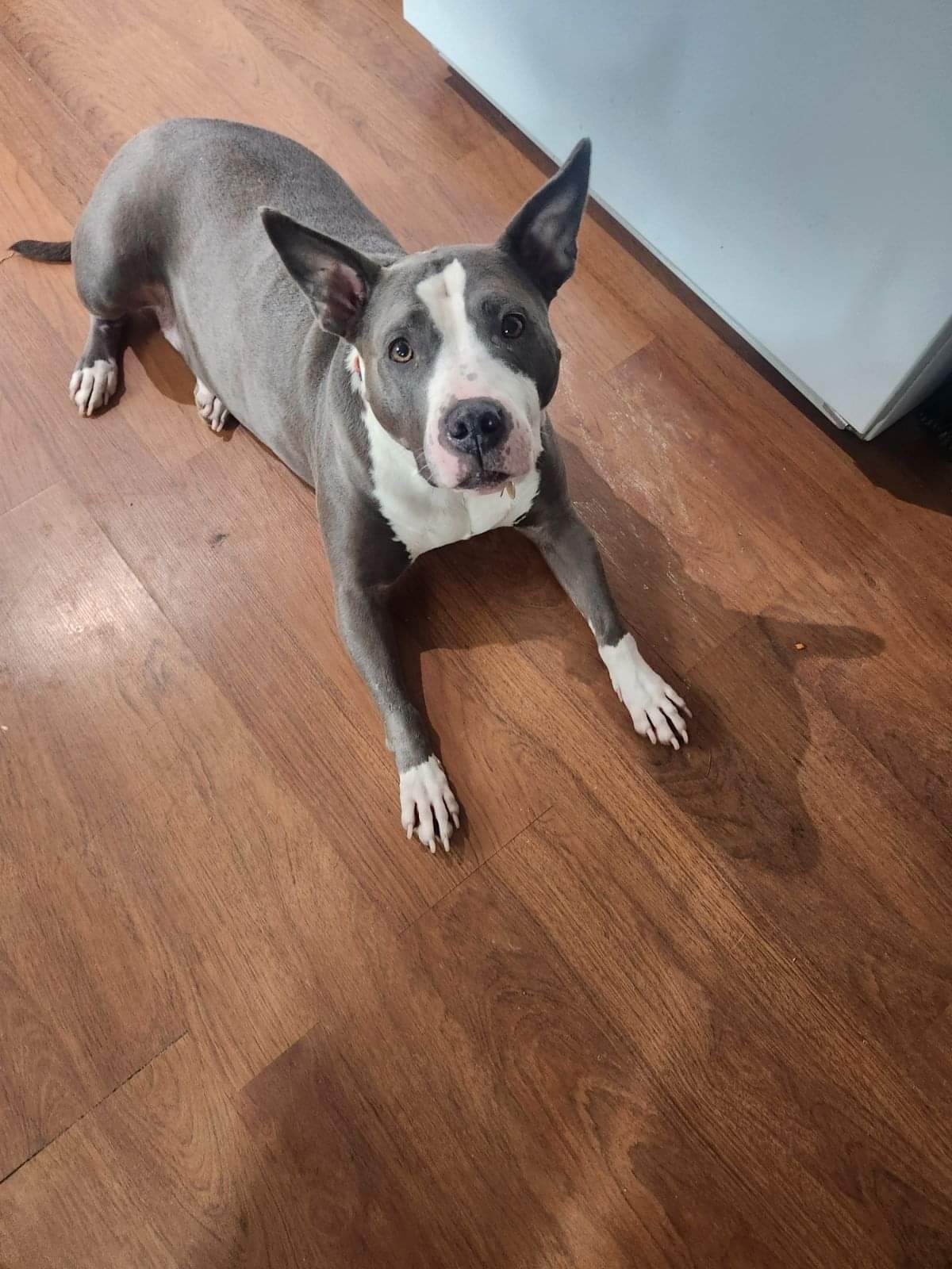 Enlarge Zuri BP, a Adoptable mixed breed in Roswell, GA image 1/16