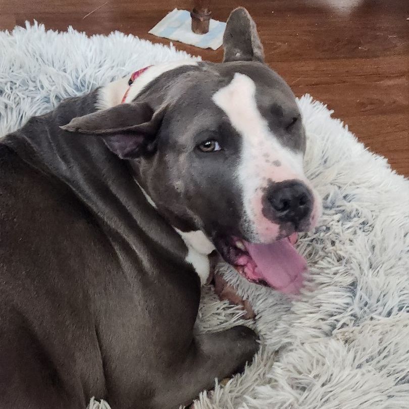 Enlarge Zuri BP, a Adoptable mixed breed in Roswell, GA image 3/16