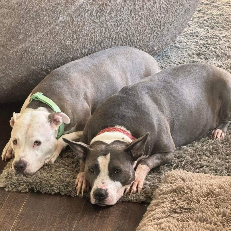 Enlarge Zuri BP, a Adoptable mixed breed in Roswell, GA image 6/16