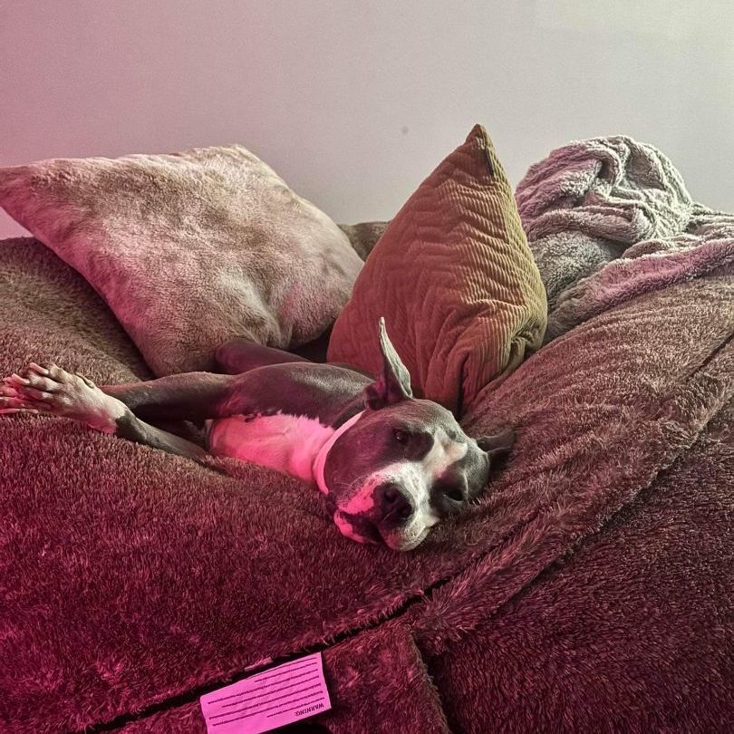 Zuri BP, Adoptable, Senior Female Pit Bull Terrier.