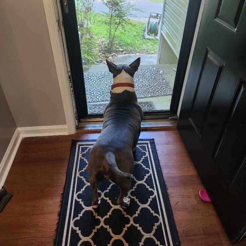 Enlarge Zuri BP, a Adoptable mixed breed in Roswell, GA image 9/16