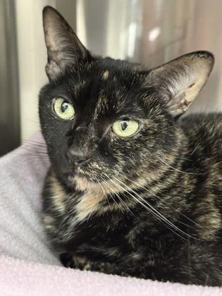 Peaches, Adoptable, Adult Female Domestic Short Hair & Domestic Short Hair.