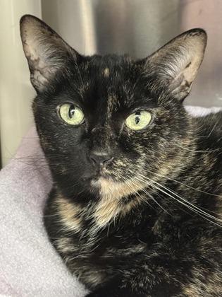 Enlarge Peaches, a Adoptable mixed breed in Venice, FL image 3/3