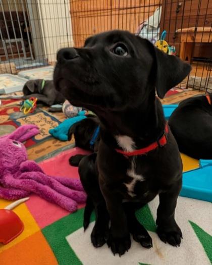 Patriot, Adoptable, Puppy Male Pit Bull Terrier & Mixed Breed.