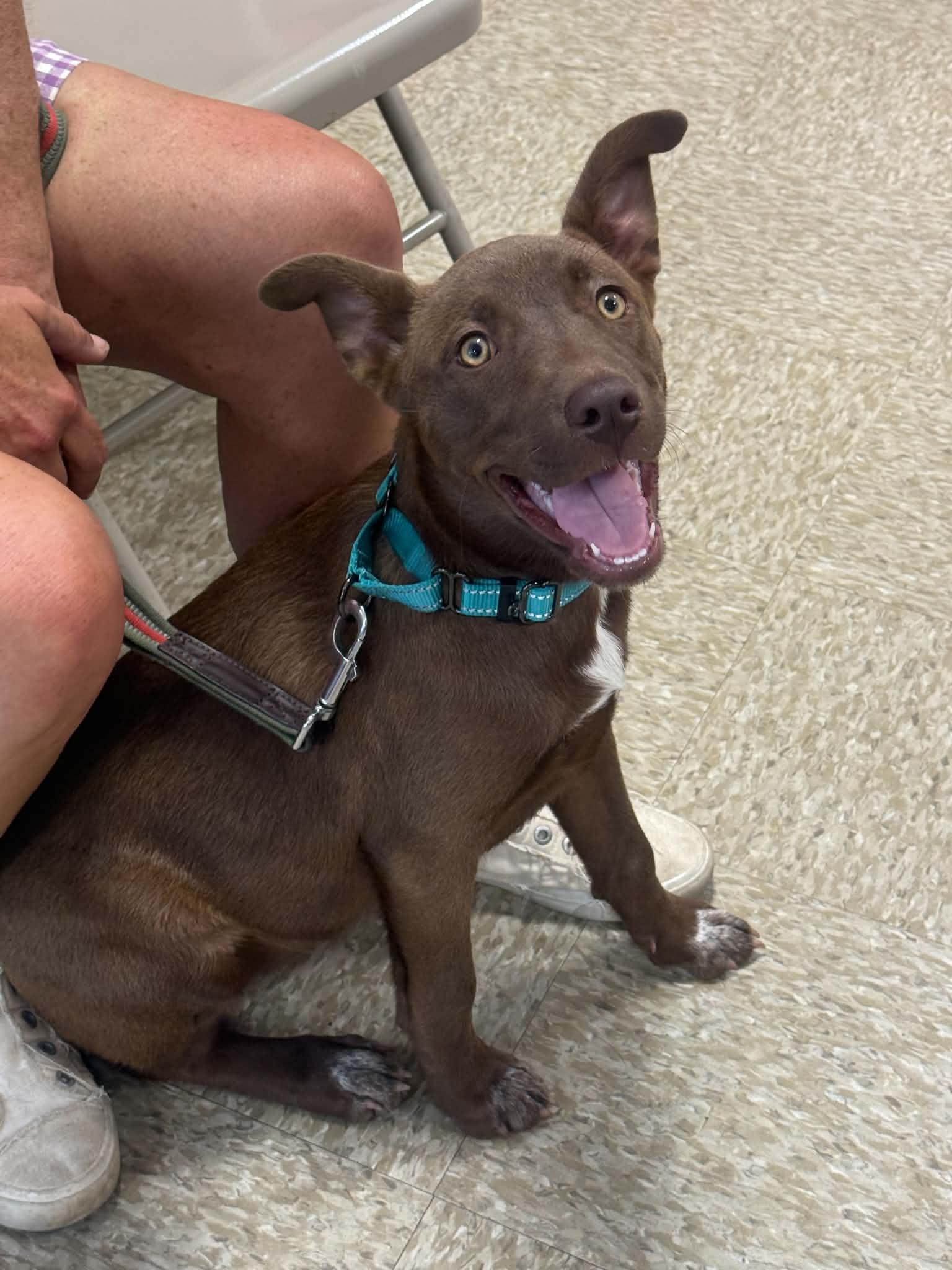 Genesis, Adoptable, Young Female Labrador Retriever & Husky.