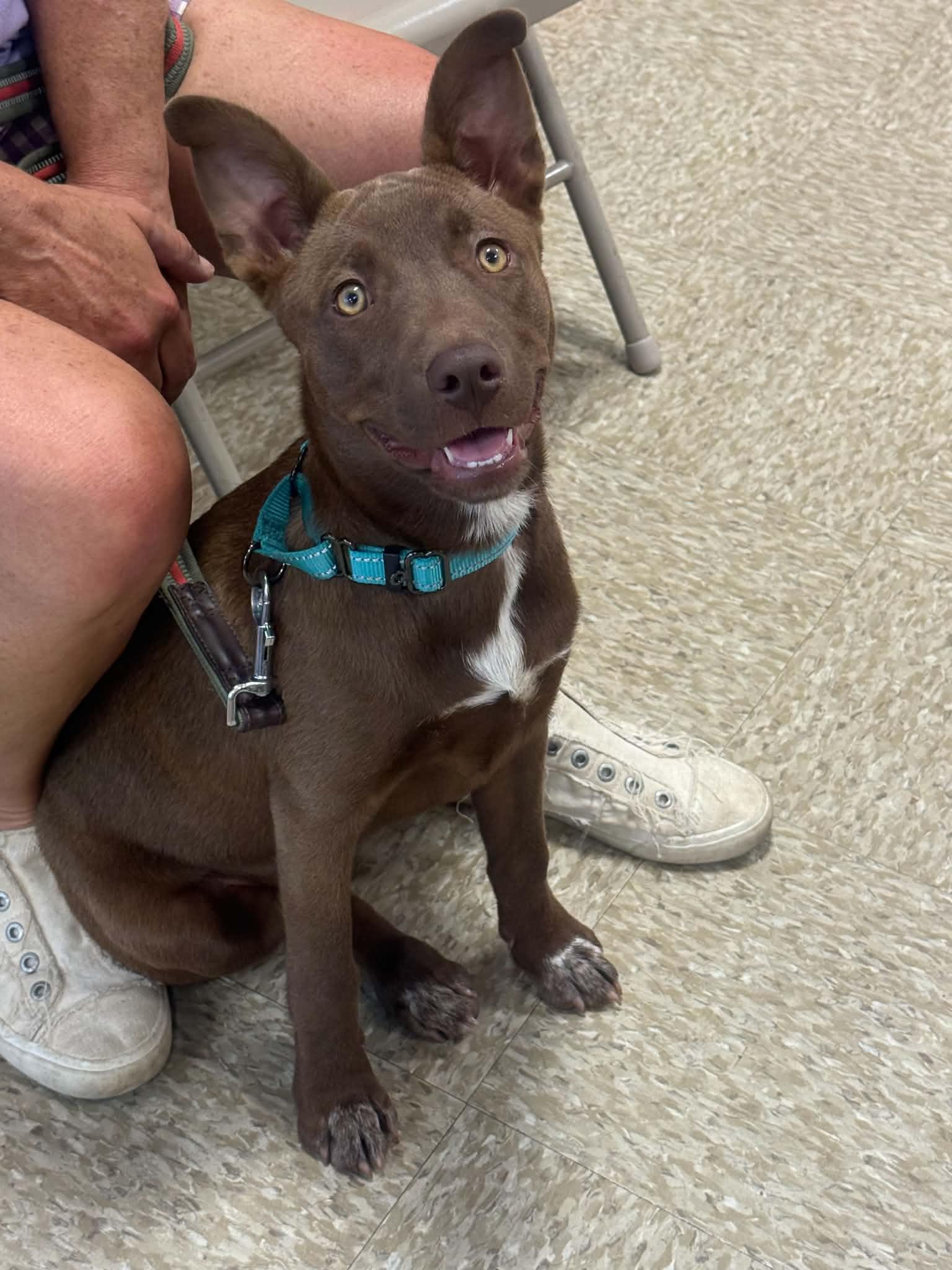 Enlarge Genesis, a Adopted mixed breed in Fenton, MO image 2/3