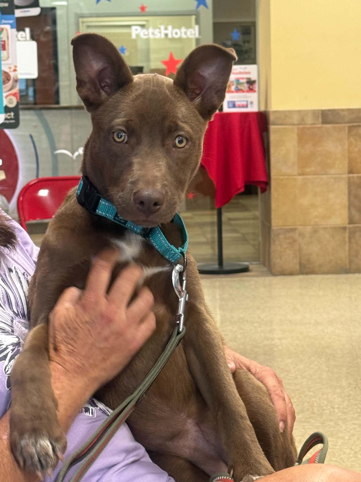 Enlarge Genesis, a Adopted mixed breed in Fenton, MO image 3/3