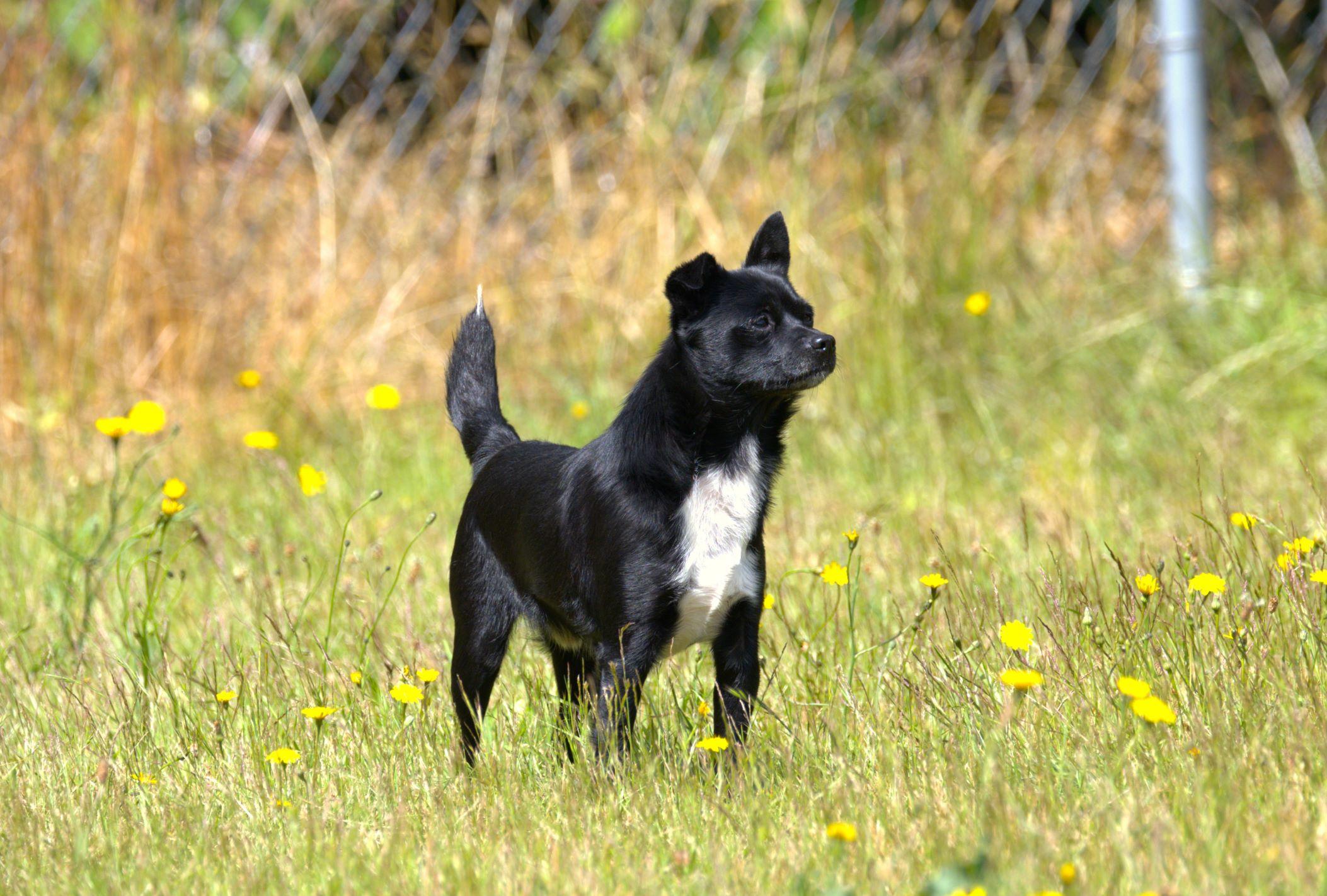 Guava, an adoptable Schipperke in Hoquiam, WA, 98550 | Photo Image 3