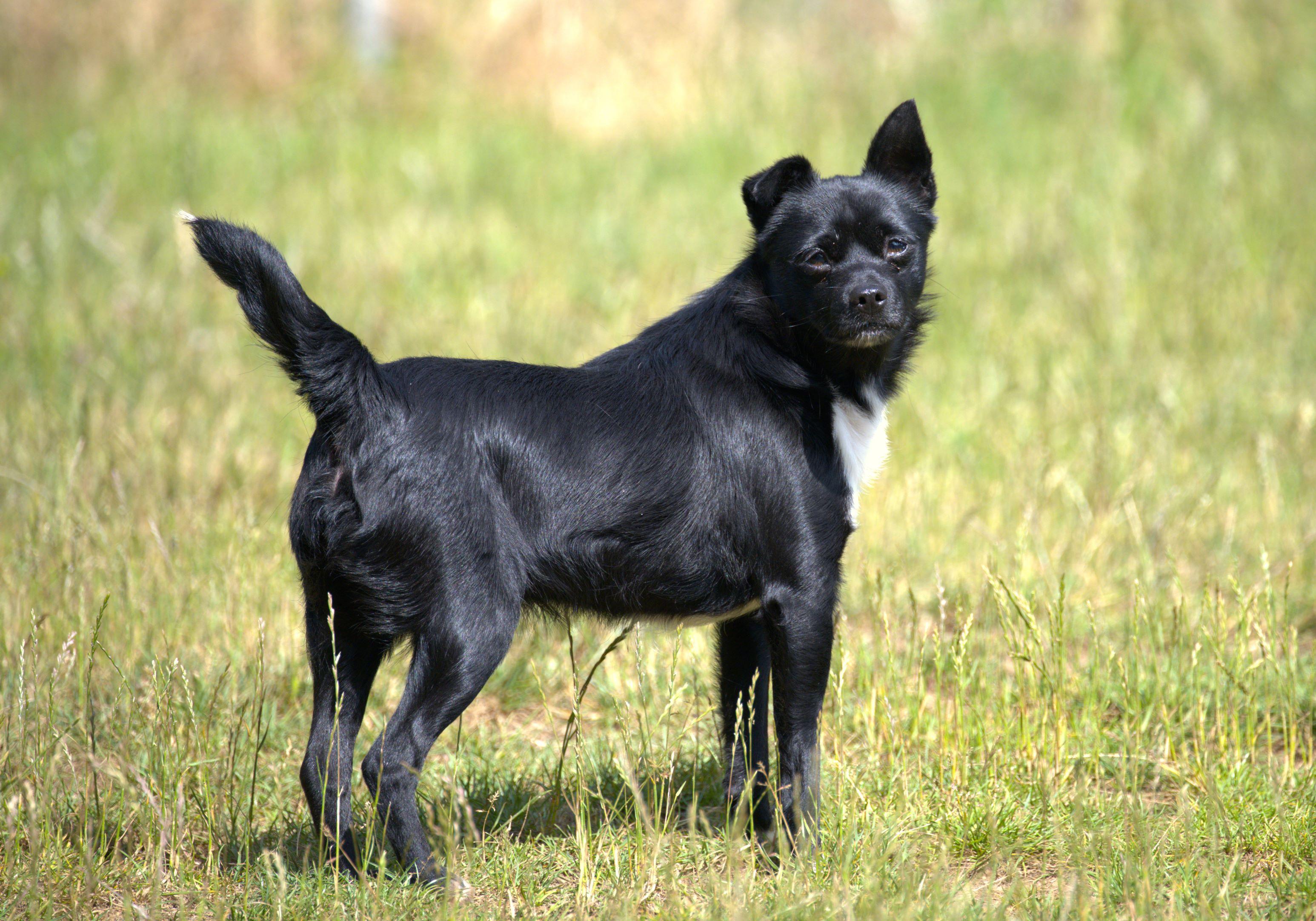 Guava, an adoptable Schipperke in Hoquiam, WA, 98550 | Photo Image 6