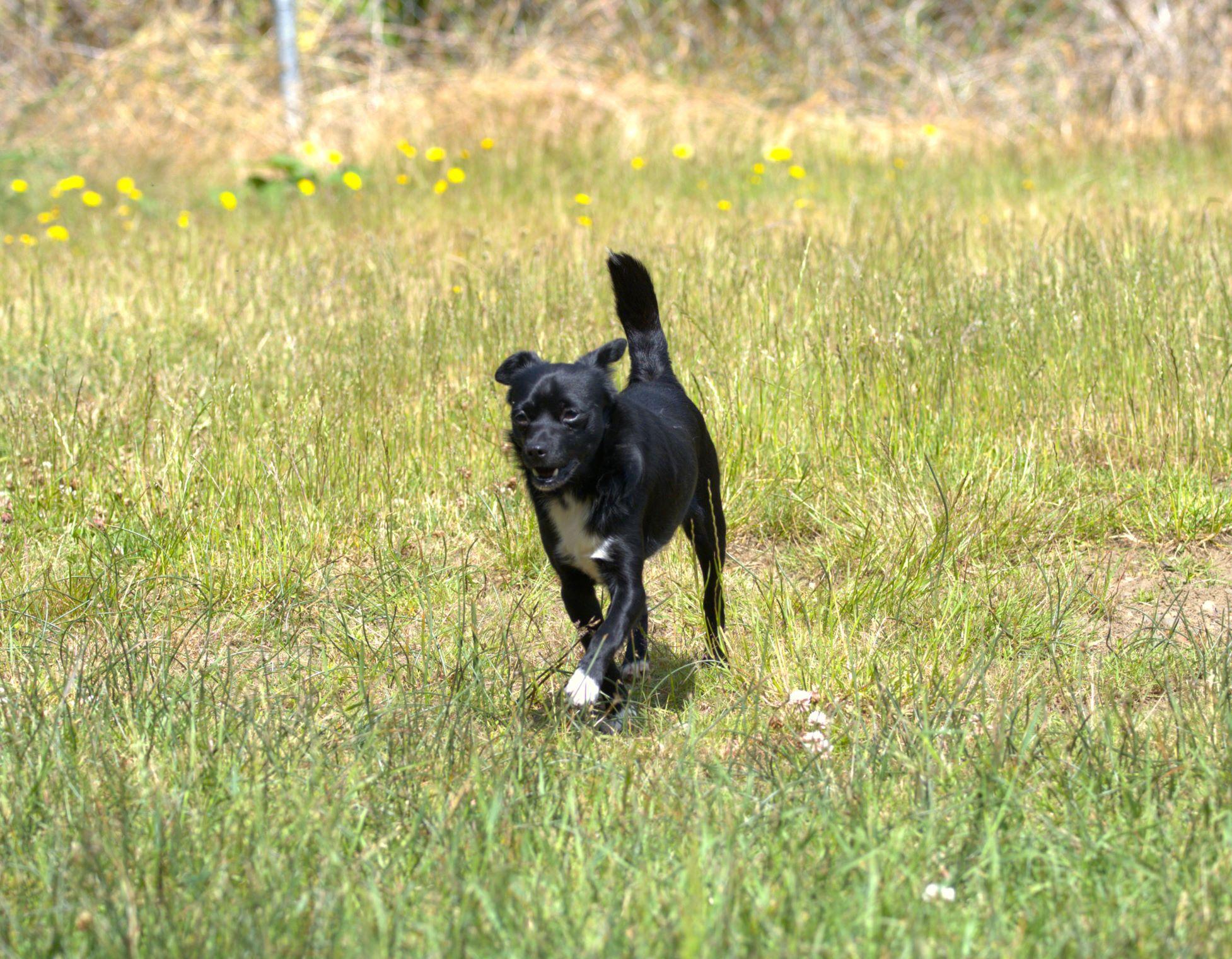 Guava, an adoptable Schipperke in Hoquiam, WA, 98550 | Photo Image 5