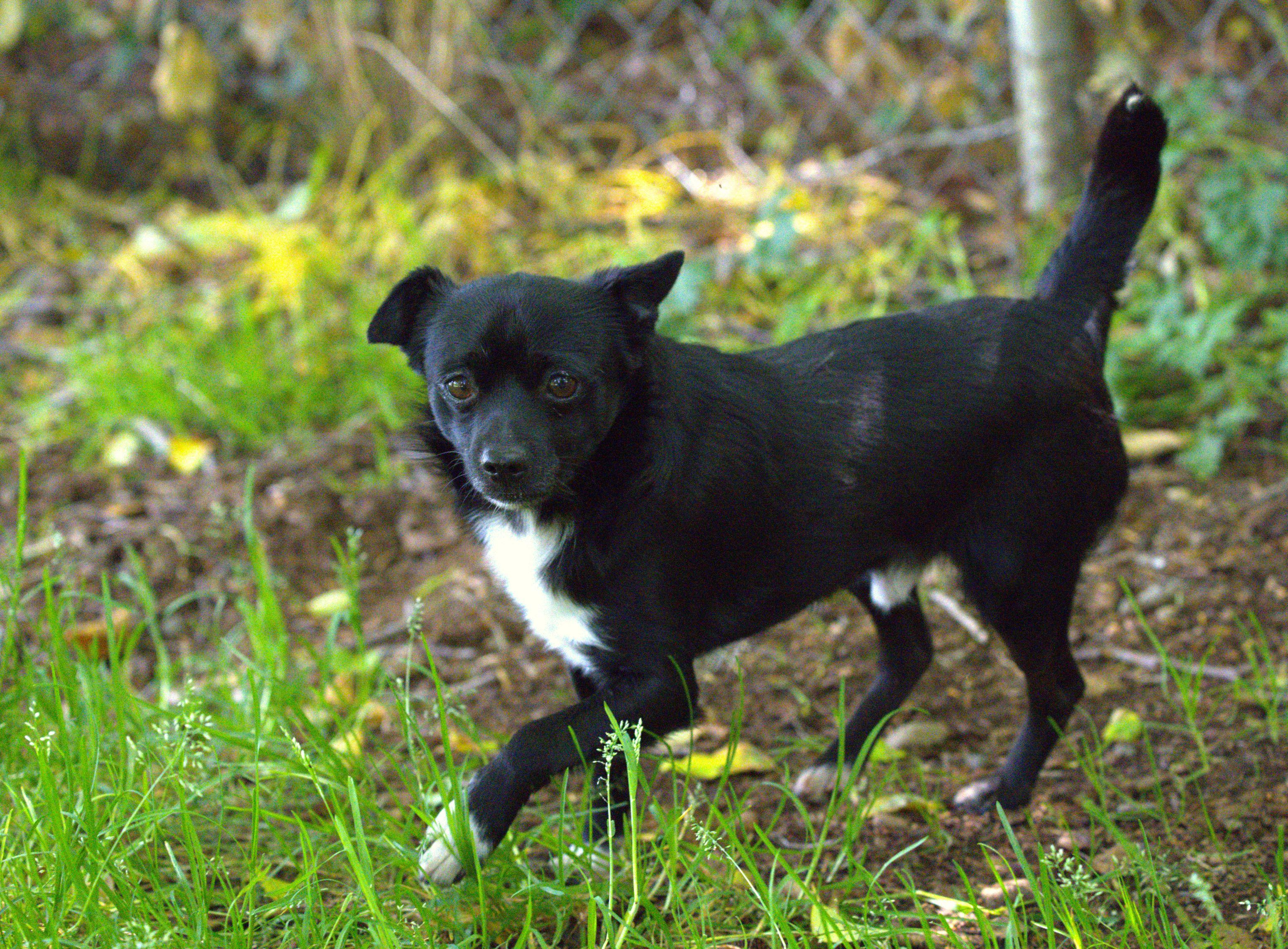 Guava, an adoptable Schipperke in Hoquiam, WA, 98550 | Photo Image 4