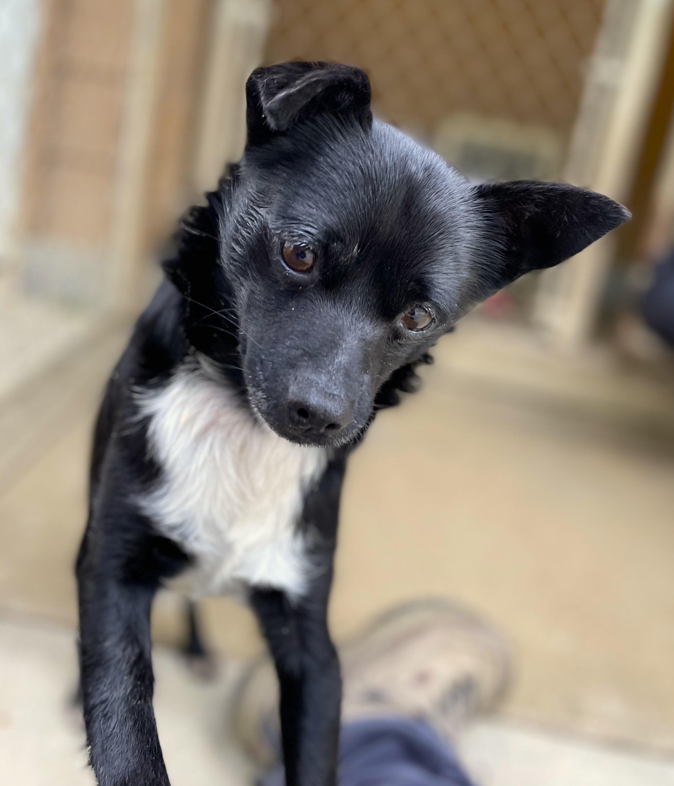Guava, an adoptable Schipperke in Hoquiam, WA, 98550 | Photo Image 2