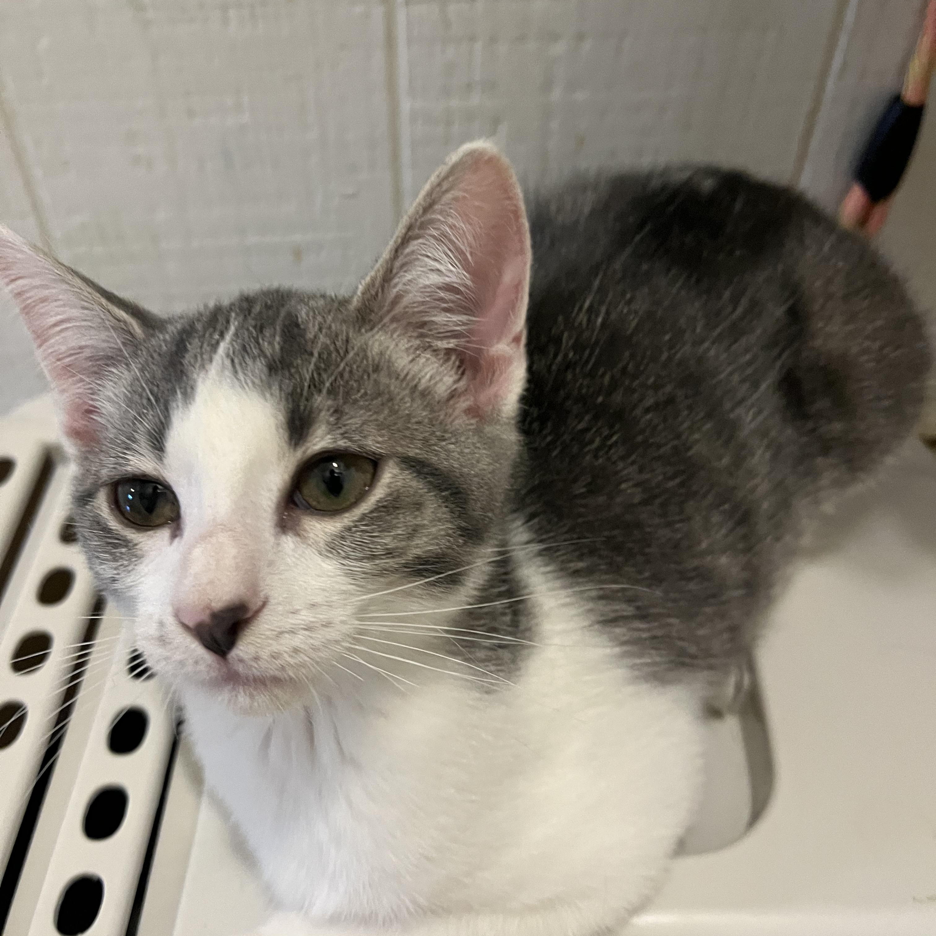 Enlarge Grey and white crew-females, a Adoptable Domestic Short Hair in Moline, IL image 3/5