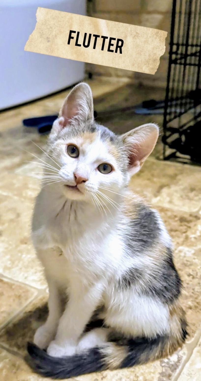 Enlarge Grey and white crew-females, a Adoptable Domestic Short Hair in Moline, IL image 2/5