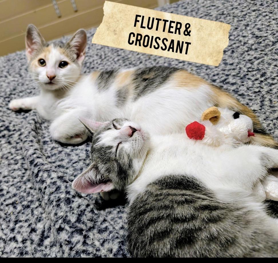 Grey and white crew-females, Adoptable, Kitten Female Domestic Short Hair.