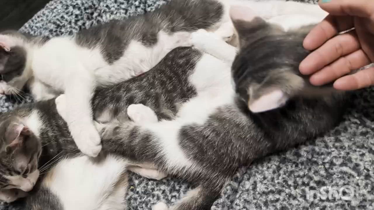 Enlarge Grey and white crew-females, a Adoptable Domestic Short Hair in Moline, IL video 5/5