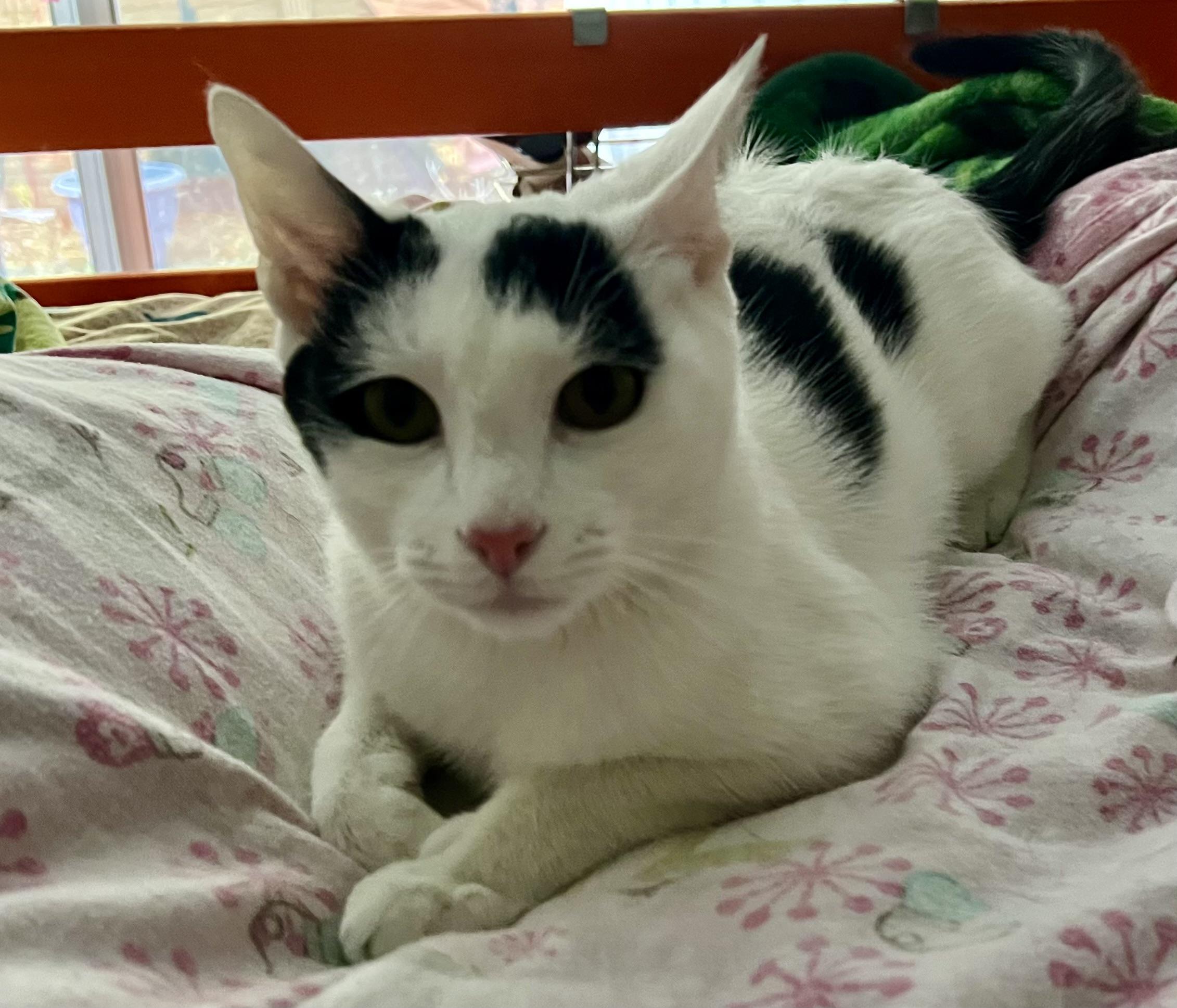 Ziggie (m) thumbnail 3