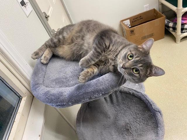 Dash, Adult Male Tabby