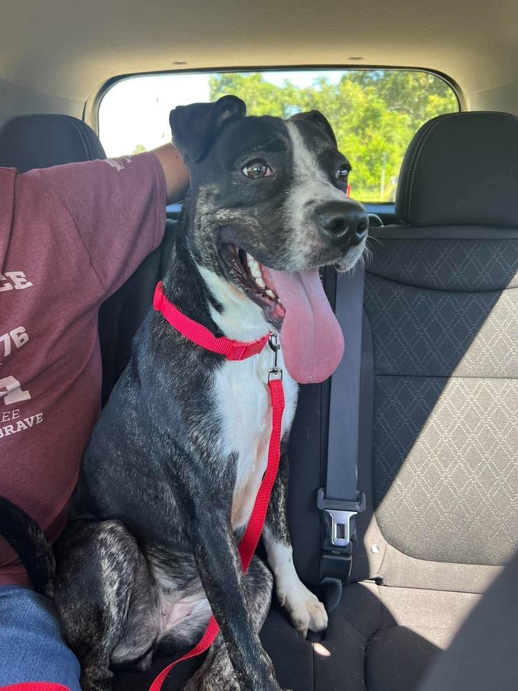 Madeline #A-143228, Adoptable, Young Female Pit Bull Terrier & Hound.