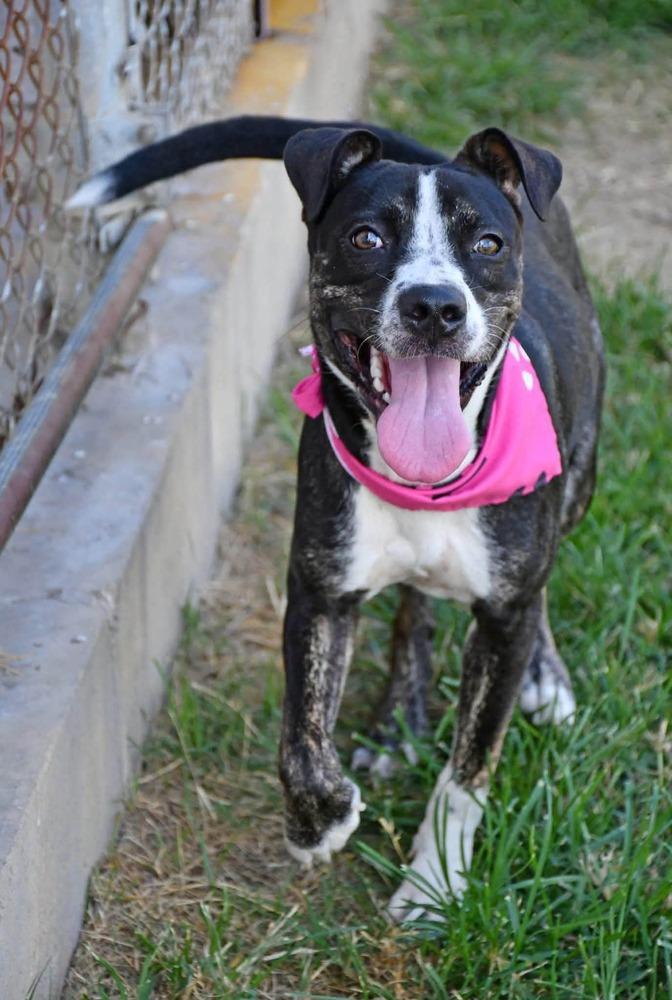 Enlarge Madeline #A-143228, a Adoptable mixed breed in Silsbee, TX image 2/5