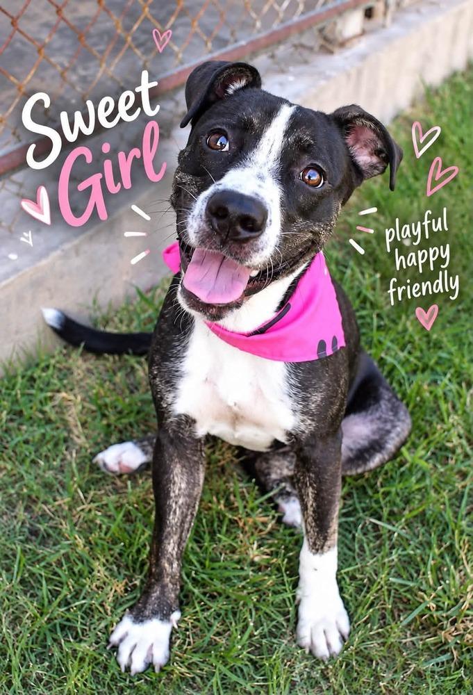 Enlarge Madeline #A-143228, a Adoptable mixed breed in Silsbee, TX image 3/5
