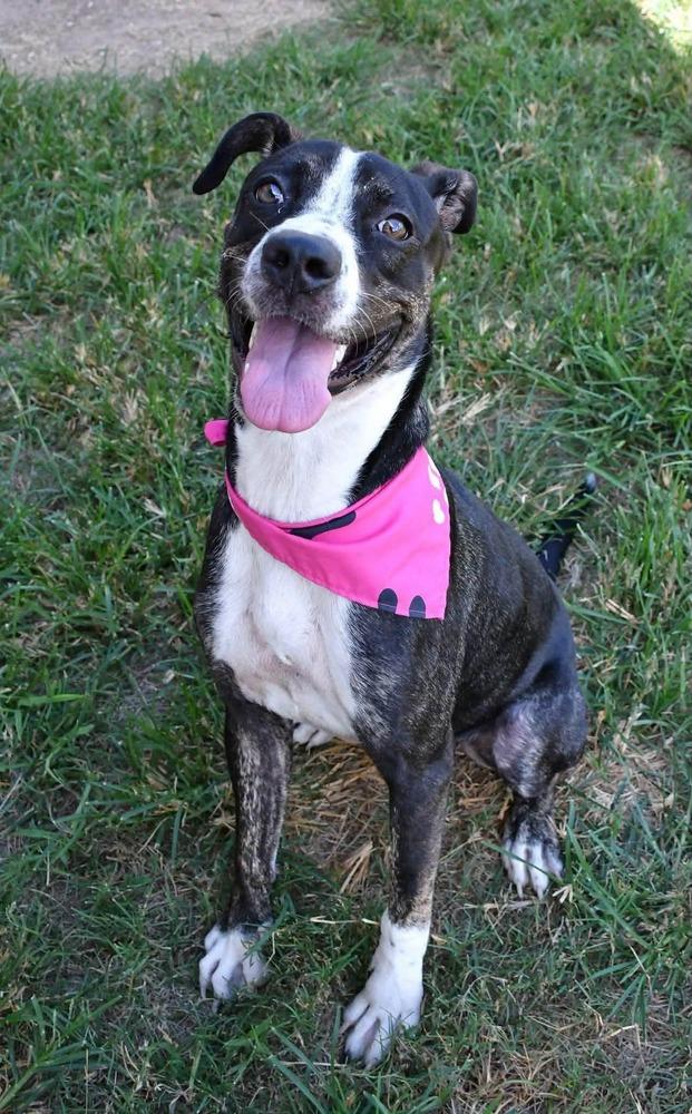 Enlarge Madeline #A-143228, a Adoptable mixed breed in Silsbee, TX image 4/5