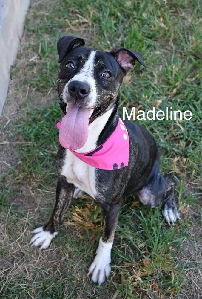 Enlarge Madeline #A-143228, a Adoptable mixed breed in Silsbee, TX image 5/5