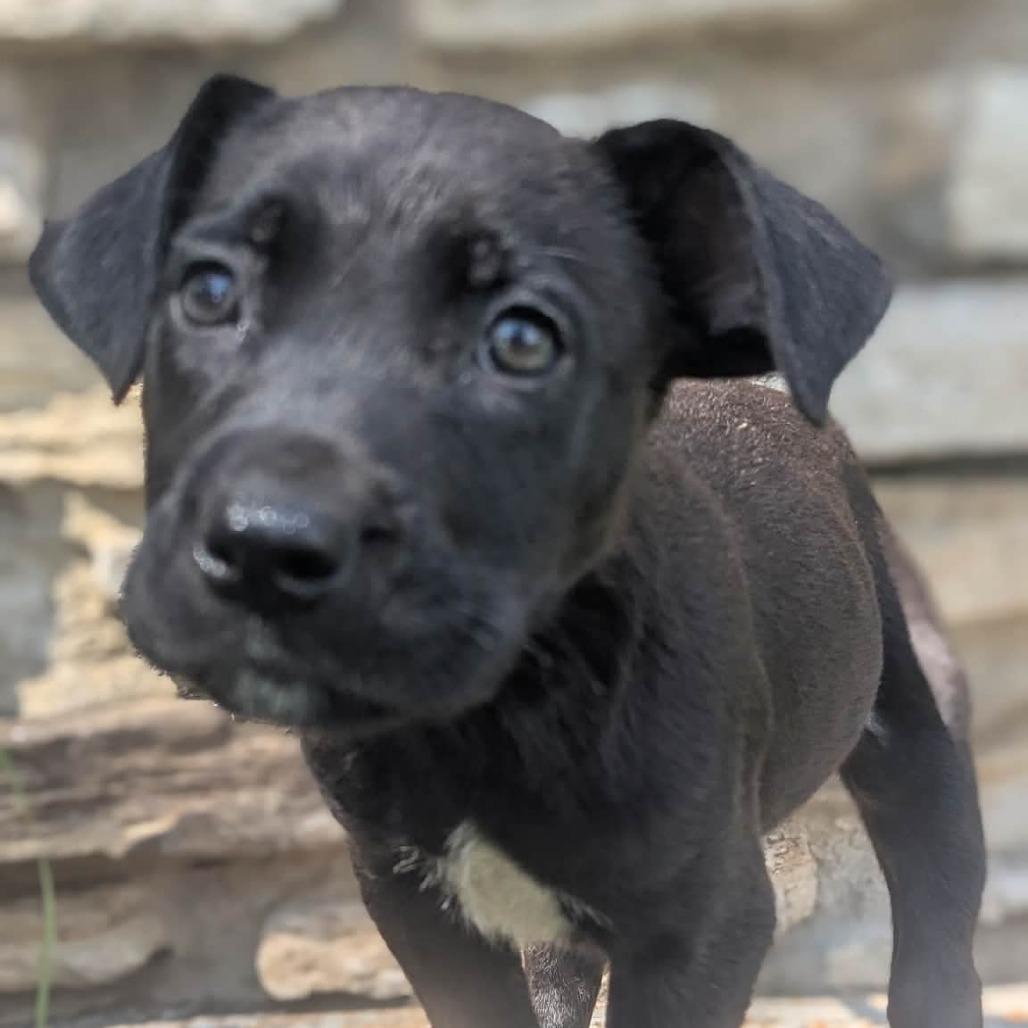 Enlarge Abraham, a Adoptable Mixed Breed in Melbourne, KY image 2/4