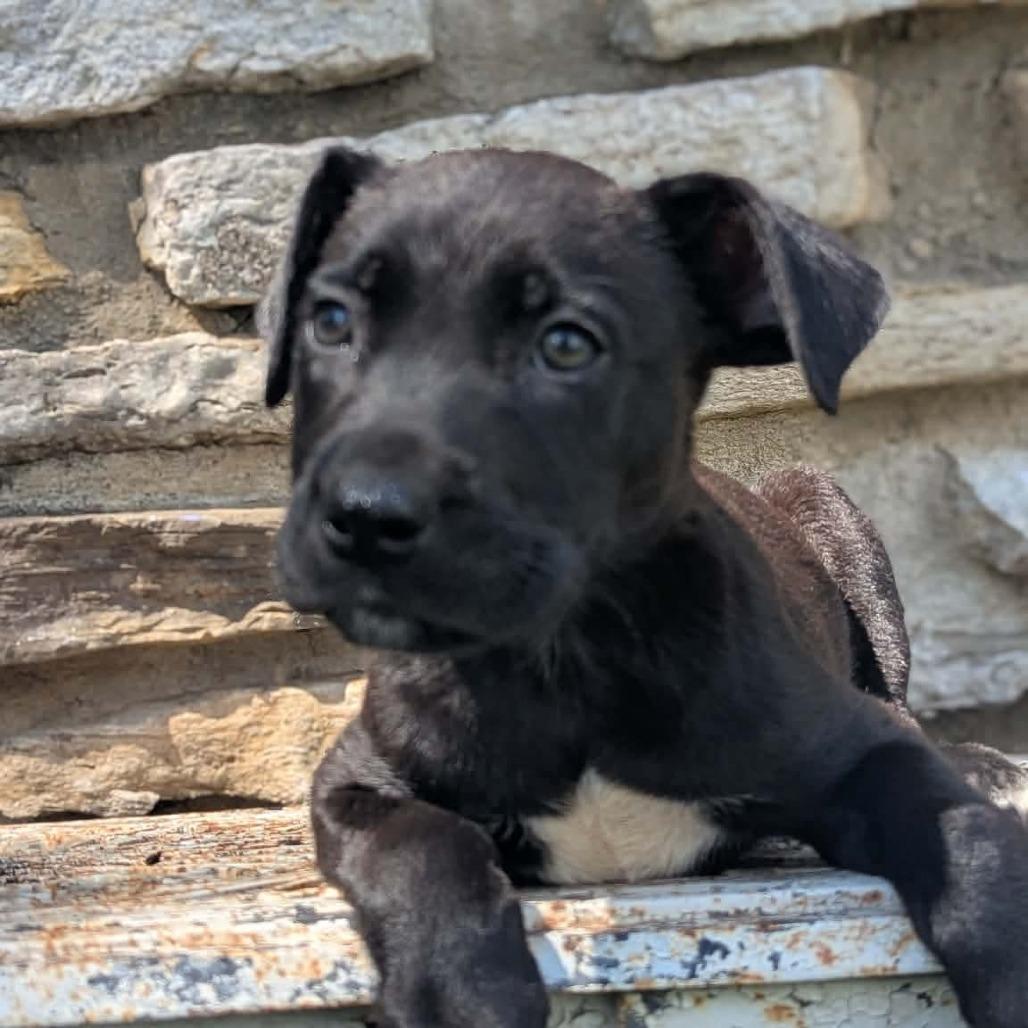 Enlarge Abraham, a Adoptable Mixed Breed in Melbourne, KY image 1/4