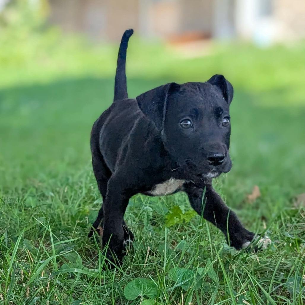 Enlarge Abraham, a Adoptable Mixed Breed in Melbourne, KY image 3/4