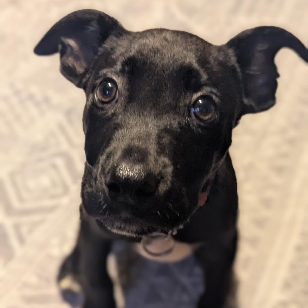 Enlarge Abraham, a Adoptable Mixed Breed in Melbourne, KY image 4/4