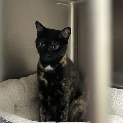 Enlarge Reese, a Adopted Tortoiseshell in Attleboro, MA image 2/3