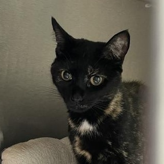 Enlarge Reese, a Adopted Tortoiseshell in Attleboro, MA image 3/3