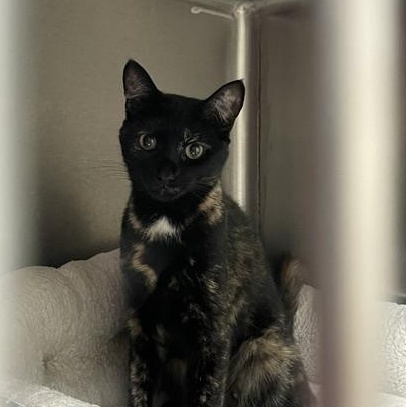 Enlarge Reese, a Adopted Tortoiseshell in Attleboro, MA image 1/3