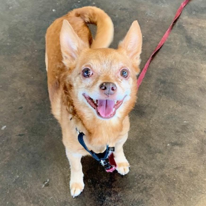 Enlarge Raul Hayes, a Adoptable Chihuahua in Austin, TX image 1/6