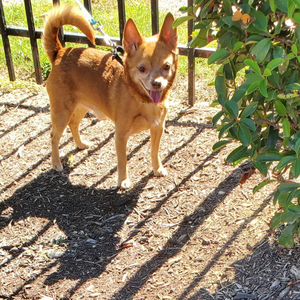 Enlarge Raul Hayes, a Adoptable Chihuahua in Austin, TX image 2/6
