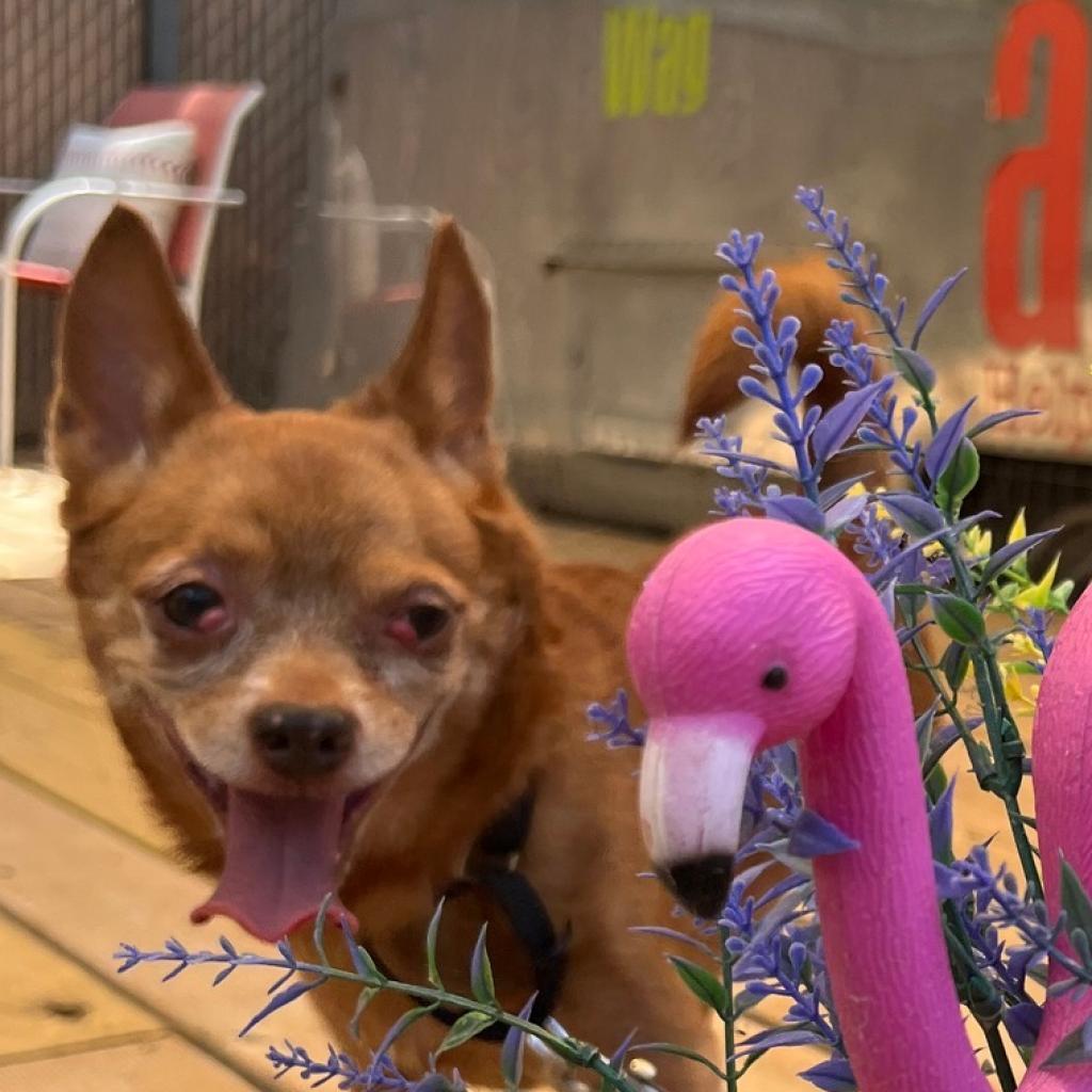 Enlarge Raul Hayes, a Adoptable Chihuahua in Austin, TX image 3/6