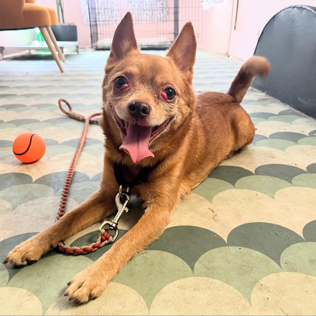 Enlarge Raul Hayes, a Adoptable Chihuahua in Austin, TX image 4/6