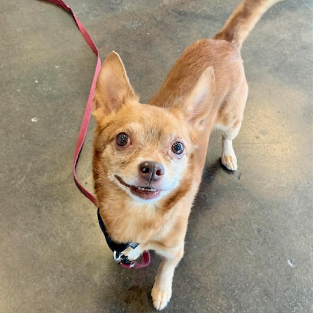 Enlarge Raul Hayes, a Adoptable Chihuahua in Austin, TX image 5/6