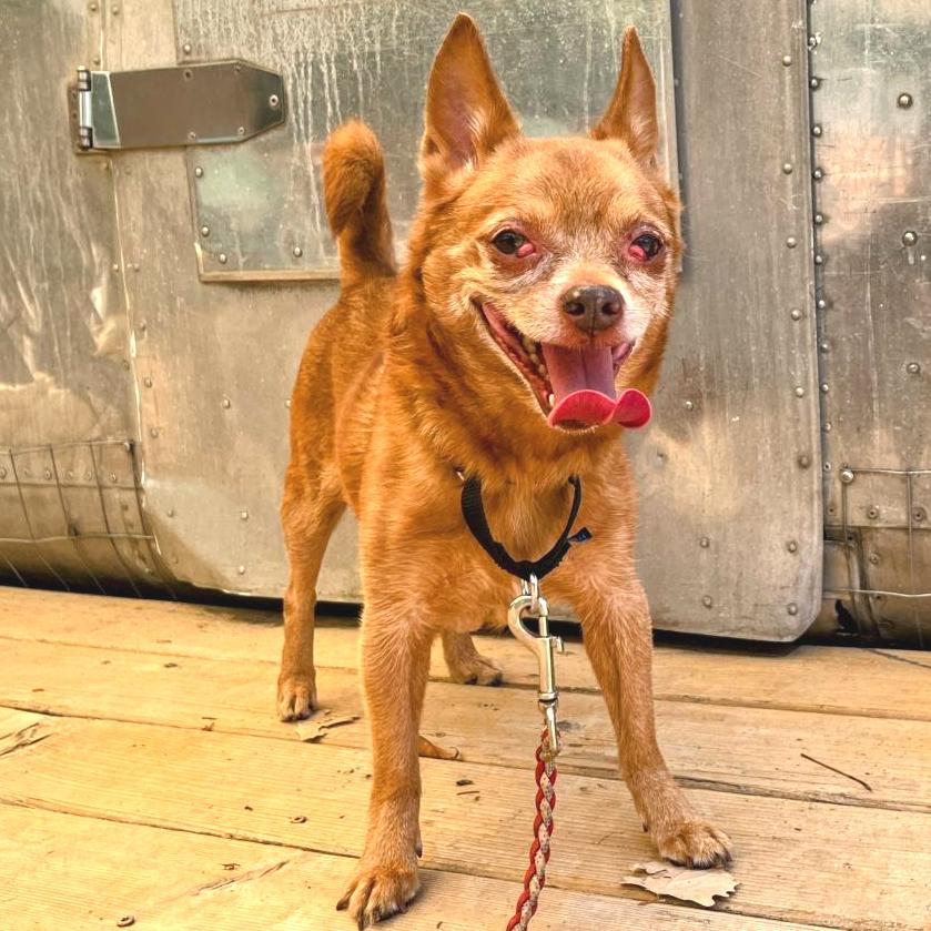 Enlarge Raul Hayes, a Adoptable Chihuahua in Austin, TX image 5/6