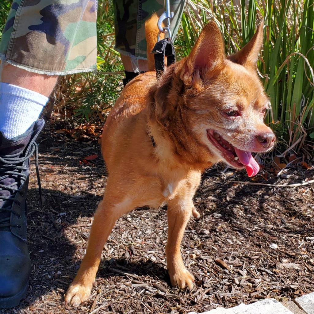 Enlarge Raul Hayes, a Adoptable Chihuahua in Austin, TX image 6/6
